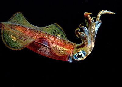 Cephalopod, сепии - оригинальные обои рабочего стола