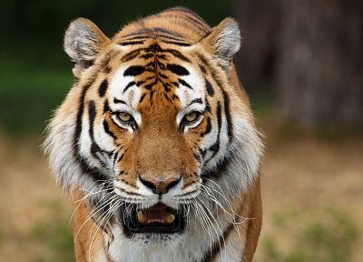 природа, животные, тигры - случайные обои для рабочего стола