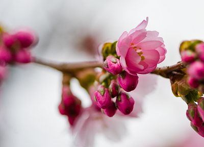 цветы, весна - обои на рабочий стол