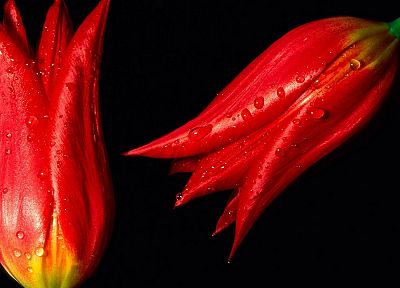 красный цвет, тюльпаны - копия обоев рабочего стола