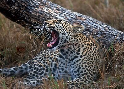животные, молодой, Южная Африка, леопарды, ствол дерева - случайные обои для рабочего стола