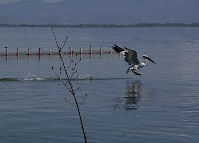 природа, животные, Греция, озера, Македония, пеликаны, Керкини, Керкини озеро - обои на рабочий стол