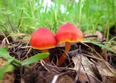 леса, грибы, Hygrocybe punicea - случайные обои для рабочего стола