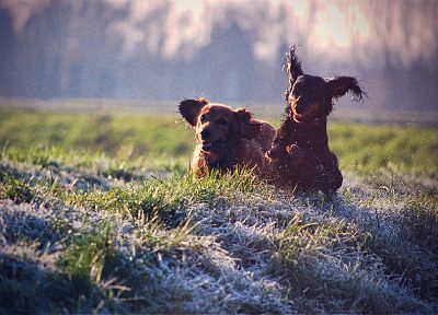 животные, трава, собаки, бег - похожие обои для рабочего стола