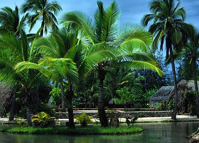 пальмовые деревья, Остров Оаху - оригинальные обои рабочего стола