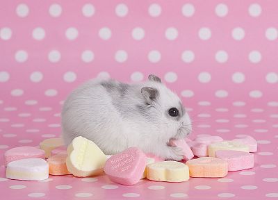 розовый цвет, хомячки, сердца, конфеты - обои на рабочий стол