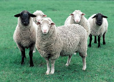 животные, овца - копия обоев рабочего стола