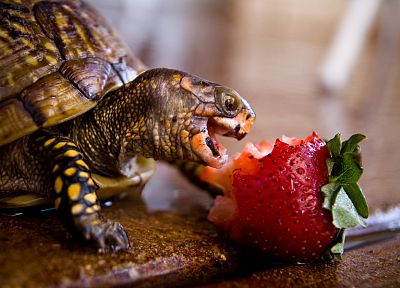 черепахи, клубника, питание - случайные обои для рабочего стола