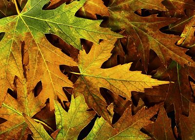 природа, осень, листья, кленовый лист, опавшие листья - оригинальные обои рабочего стола