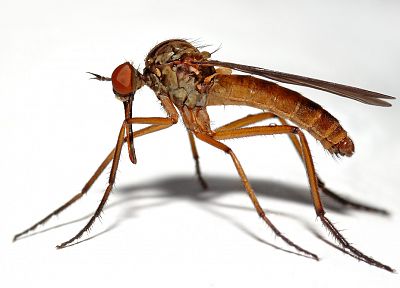 комар - обои на рабочий стол