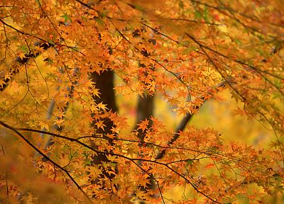 природа, лист, деревья, осень, листья - обои на рабочий стол