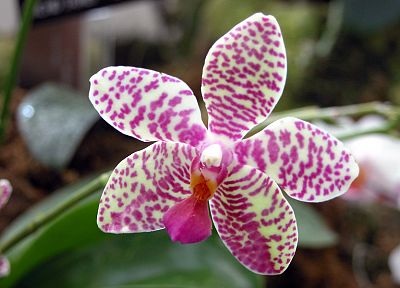 природа, цветы, пятнистый, орхидеи - случайные обои для рабочего стола