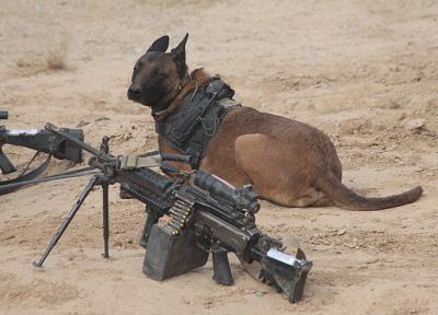 пулемет, военный, собаки, EOD, M16, M16A4, M249 - оригинальные обои рабочего стола