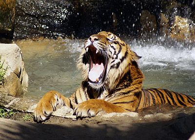 животные, тигры - случайные обои для рабочего стола