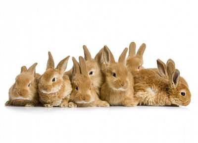 животные, кролики - обои на рабочий стол