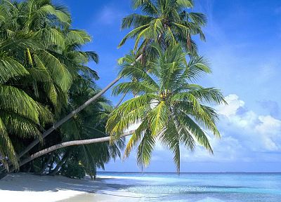 рай, острова, пальмовые деревья, пляжи - обои на рабочий стол