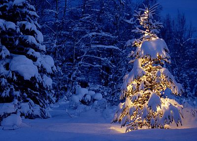 снег, деревья, огни - обои на рабочий стол