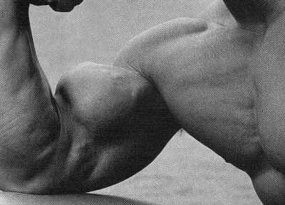 Арнольд Шварценеггер, мышцы, мышечная - обои на рабочий стол
