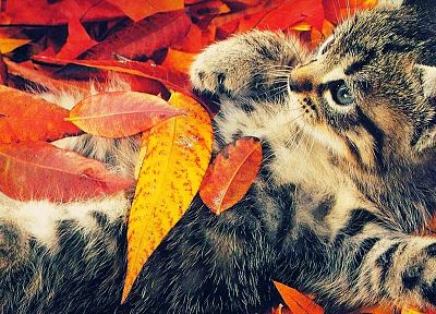 осень, кошки, животные, листья, камуфляж, опавшие листья - оригинальные обои рабочего стола