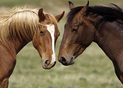 животные, лошади - оригинальные обои рабочего стола