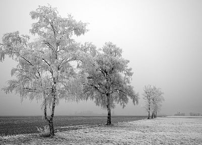 деревья, зимние пейзажи - оригинальные обои рабочего стола