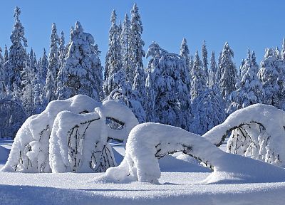 пейзажи, зима, снег, деревья, солнечный свет - оригинальные обои рабочего стола