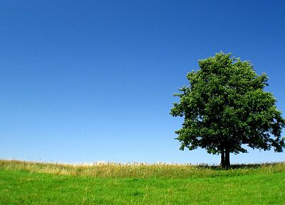 природа, деревья, небо - обои на рабочий стол