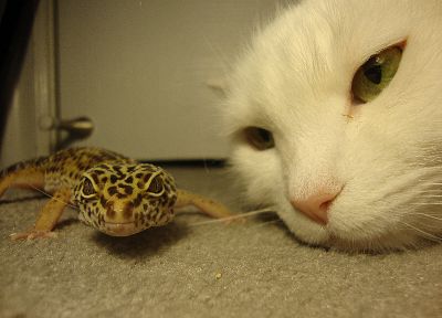 кошки, гекконы - обои на рабочий стол