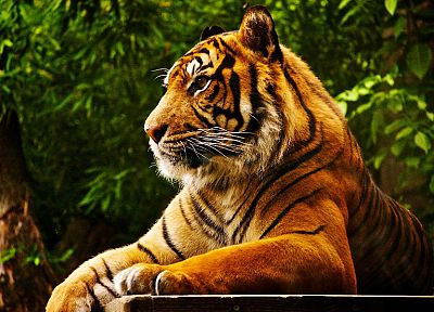 леса, животные, тигры, кошачьи - похожие обои для рабочего стола