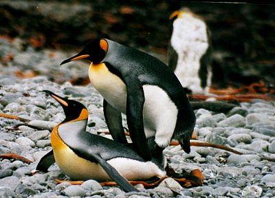 пингвины - оригинальные обои рабочего стола