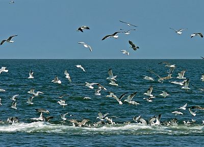чайки, океаны - случайные обои для рабочего стола