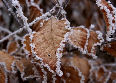 зима, листья, мороз - оригинальные обои рабочего стола
