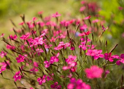природа, цветы, на открытом воздухе, розовые цветы - похожие обои для рабочего стола