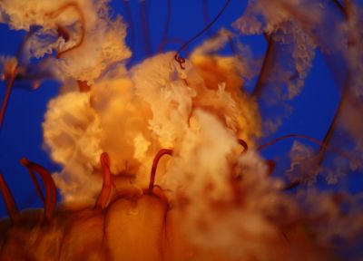 медуза, глубина резкости - случайные обои для рабочего стола