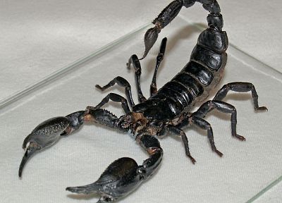 животные, скорпионы - оригинальные обои рабочего стола
