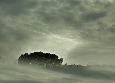 облака, пейзажи, природа, деревья, туман, солнечный свет, монохромный - копия обоев рабочего стола