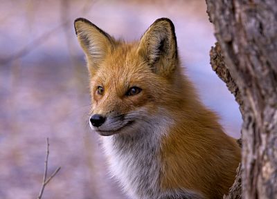 животные, лисы - похожие обои для рабочего стола