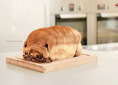 животные, собаки, хлеб - случайные обои для рабочего стола