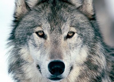 природа, волки - обои на рабочий стол