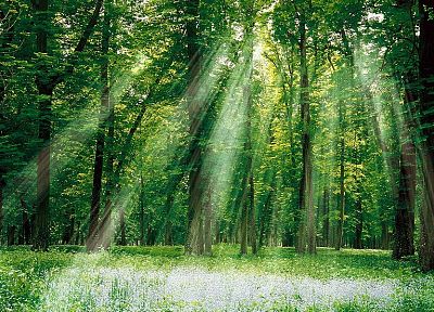 леса, солнечный свет - случайные обои для рабочего стола
