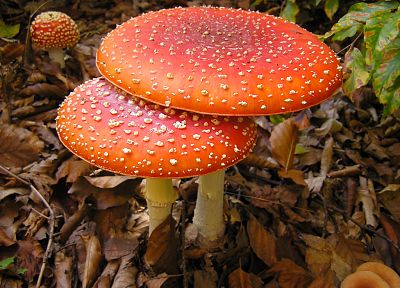 грибы, Мухомор грибы - обои на рабочий стол
