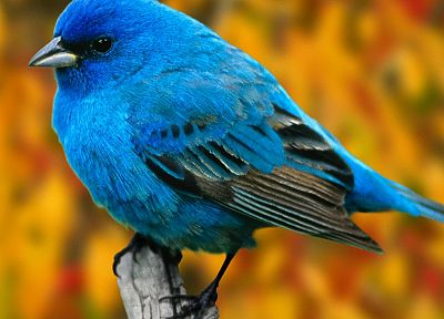 птицы, синие птицы - случайные обои для рабочего стола