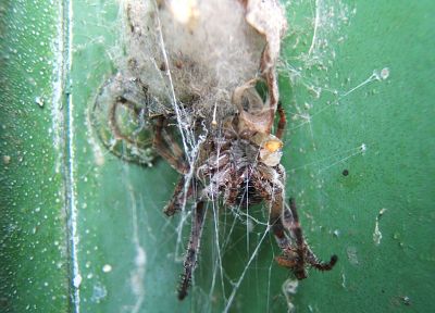 пауки, паукообразные - обои на рабочий стол