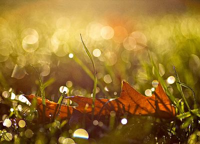 природа, лист, осень, падение, солнечный свет, отражения - обои на рабочий стол