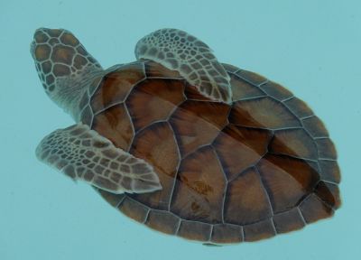 морские черепахи - оригинальные обои рабочего стола