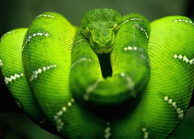 зеленый, змеи, рептилии - оригинальные обои рабочего стола