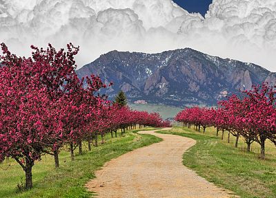 горы, облака, вишни в цвету, деревья, весна, тропа, Колорадо, валун - случайные обои для рабочего стола