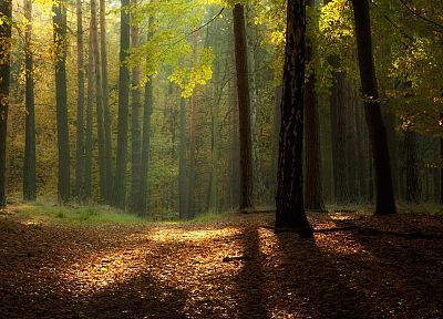 пейзажи, природа, деревья, осень, леса - оригинальные обои рабочего стола