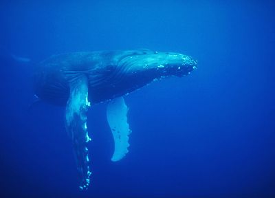 животные, киты, под водой - оригинальные обои рабочего стола