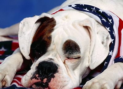 американский, собаки, боксер собака, быдло - оригинальные обои рабочего стола